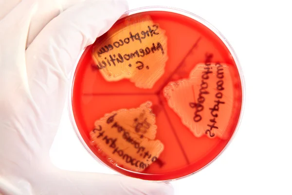 Bacterias patológicas — Foto de Stock