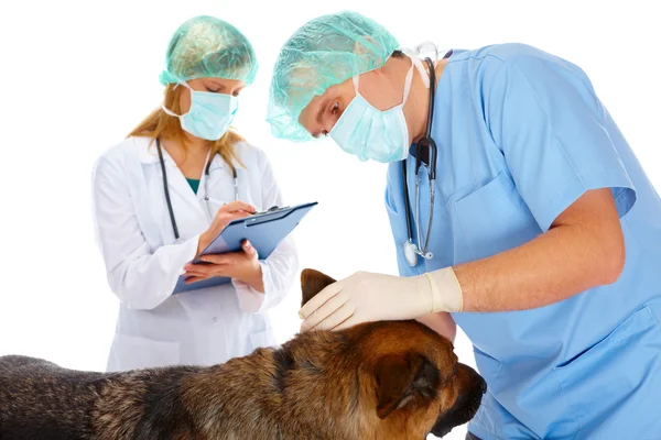 Dwóch weterynarzy, badanie psa — Zdjęcie stockowe