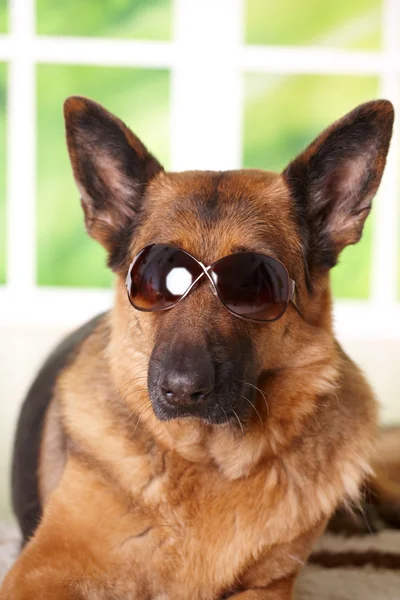 Kutya-napszemüveg — Stock Fotó