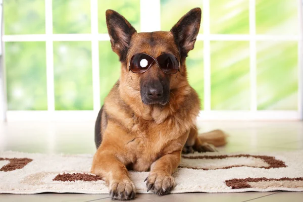 サングラスを持つ犬 — ストック写真
