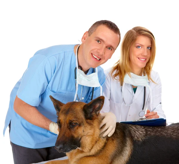 Dwóch weterynarzy, badanie psa — Zdjęcie stockowe