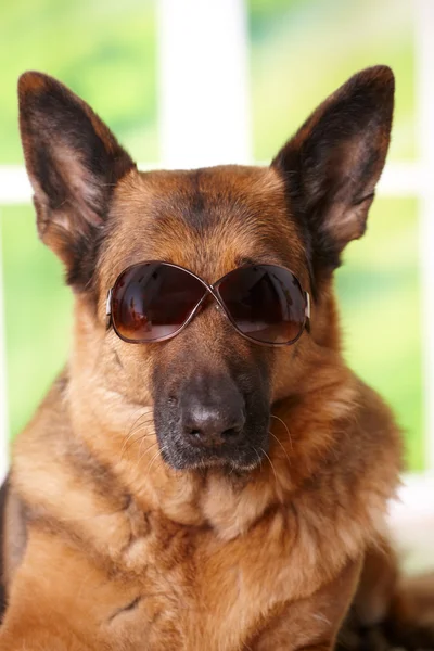 Perro con gafas de sol — Foto de Stock