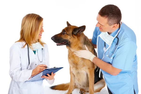 Két állatorvosok kutya vizsgálata — Stock Fotó
