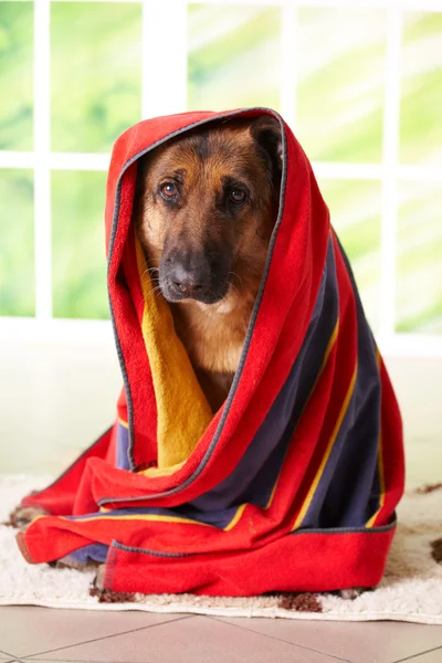 Собака в рушник — стокове фото
