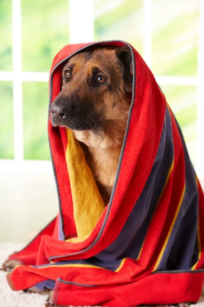 Cão na toalha — Fotografia de Stock