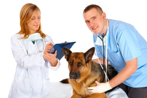 Two vets examining dog — Stock Photo, Image
