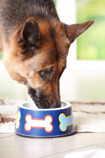Perro comiendo de cuenco —  Fotos de Stock