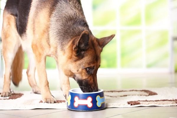 Dog eating from bowl — Stock Photo, Image