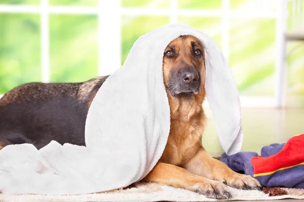 Pes v ručníku — Stock fotografie