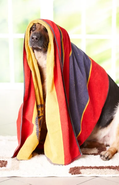Dog in towel — Stock Photo, Image