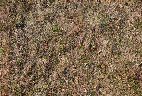 원활한 잔디의 질감 — 스톡 사진