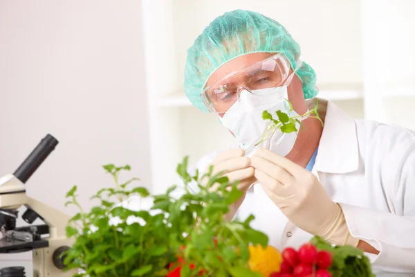 実験室で遺伝子組み換え野菜を保持している研究員 — ストック写真