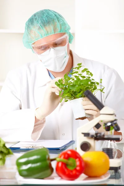 高举在实验室里的转基因蔬菜的研究员 — 图库照片