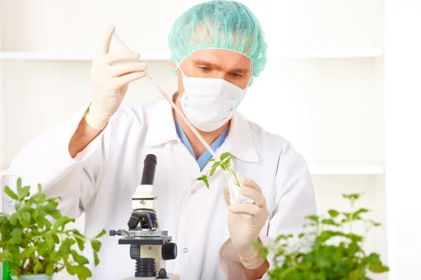 研究员撑在实验室里的转基因植物 — 图库照片