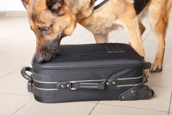 Spürhund schnüffelt Gepäck — Stockfoto