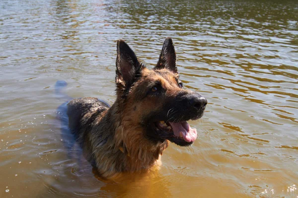 Zwemmen hond — Stockfoto