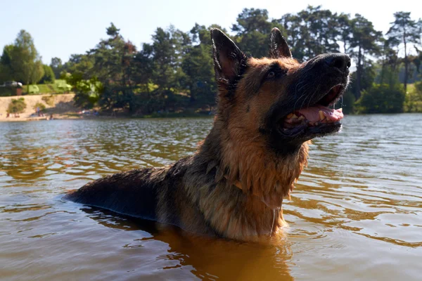 Swimming Dog — Stock Photo, Image