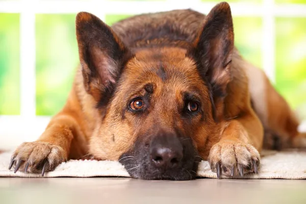 독일 셰퍼드 개는 누워 스톡 사진