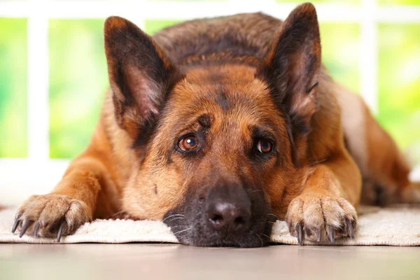 Deutscher Schäferhund Stockfoto