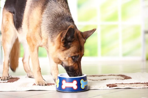 Cão comendo de tigela Fotos De Bancos De Imagens