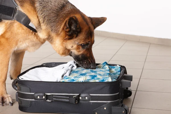 Sniffa hund chceking bagage — Stockfoto