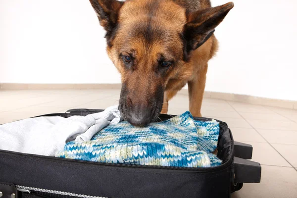 Εισπνοή σκυλί chceking αποσκευών — Φωτογραφία Αρχείου