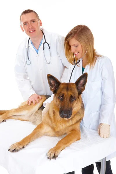 Dois veterinários e cão — Fotografia de Stock