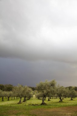 fırtına bulutları zeytin ağaçları ile kırsal