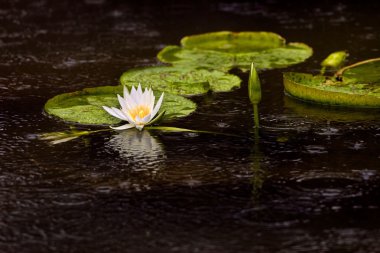 Water lily pad and flowers floating in a pond clipart