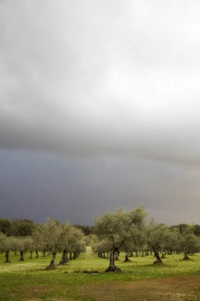 stock image Storm clouds in the countryside with olive trees