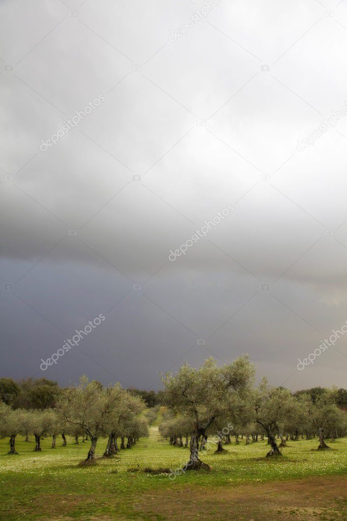 Storm clouds in the countryside with olive trees