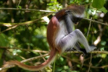 Zanzibar red colobus portrait clipart