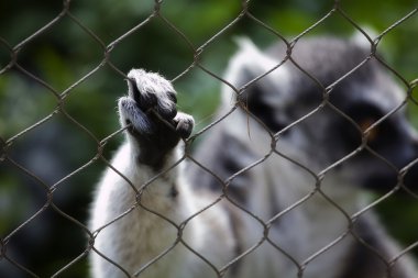 Lemur parmaklıklar ardında