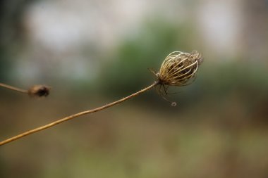 Autumn detail