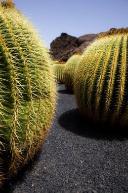 Cactus land clipart