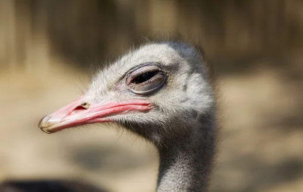stock image Ostrich