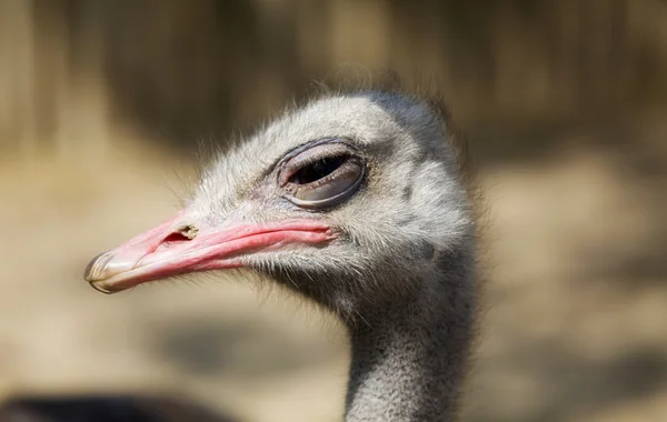 Ostrich — Stock Photo, Image