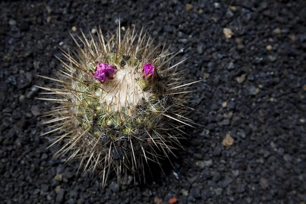 Cactus con volto umano su terra nera Foto Stock