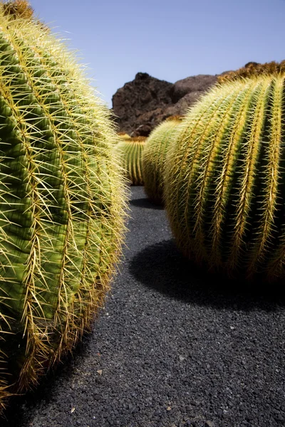 Terra di cactus Immagine Stock