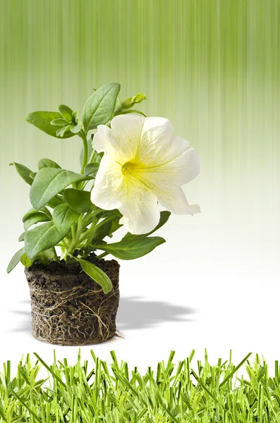 Petunienblumen-Poster — Stockfoto