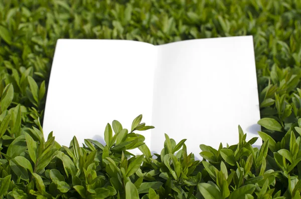 Paper in green grass — Stock Photo, Image
