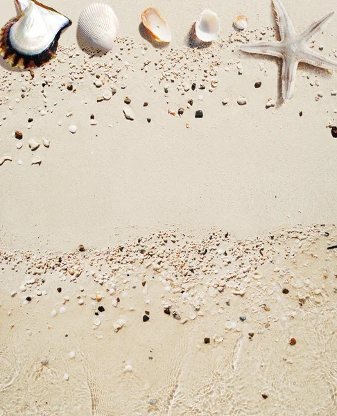 Snäckskal med vit sand bakgrund — Stockfoto