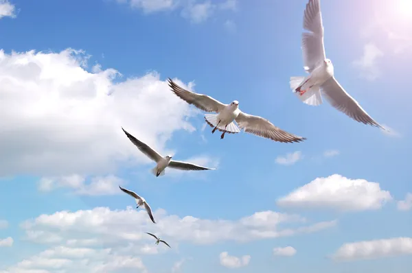 Ptáci létající po obloze — Stock fotografie