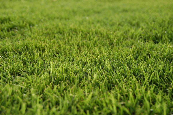 stock image Bermuda grass