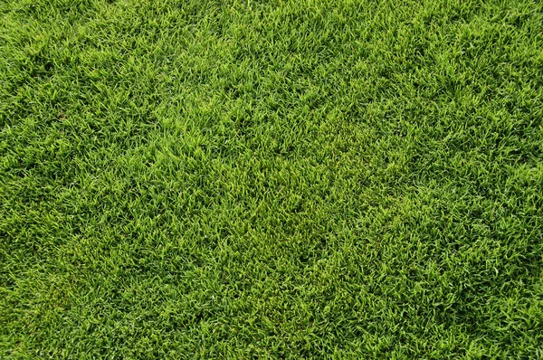 stock image Green fine grass