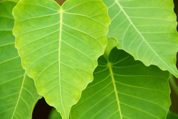 stock image Green leaves