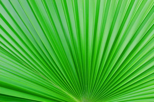 stock image Fresh green leaves