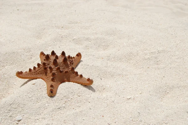 Stock image Starfish