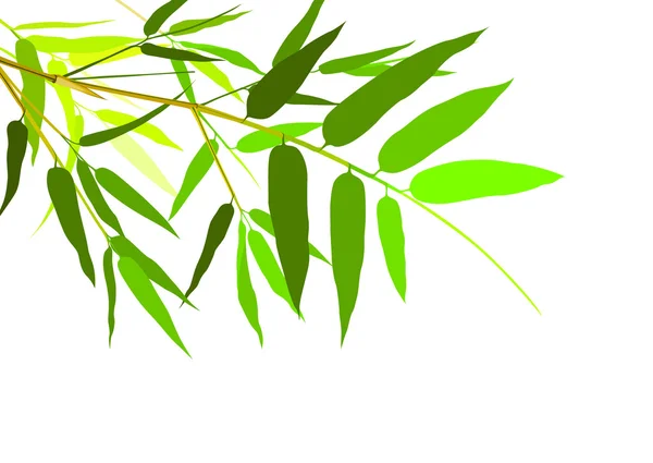 Hojas de bambú verde — Vector de stock
