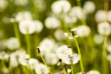 bulanık dandelions